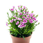 Hvozdík - dvouletky