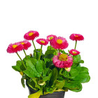 Sedmikrásky - dvouletky