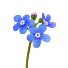 Pomněnka - dvouletky