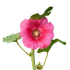 Topolovka - dvouletky