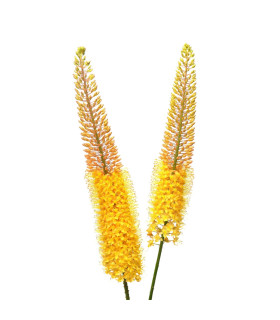 Liliochvostec