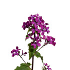 Měsíčnice - dvouletky