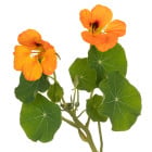 Lichořeřišnice - letničky