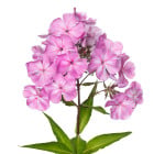 Plaménka - letničky