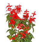 Šalvěj - letničky