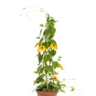 Smatovka/Černooká Zuzana