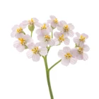 Řebříček - trvalky