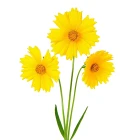 Krásnoočko - trvalky