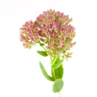 Rozchodník - trvalky