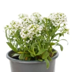 Tařice/tařička - trvalky