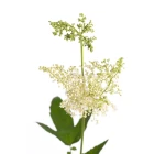 Tužebník - trvalky