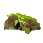 Hořčice - asijská