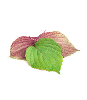 Perilla