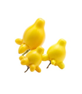 Solanum
