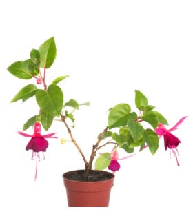 Fuchsie