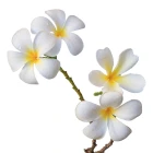 Okrasné exotické rostliny