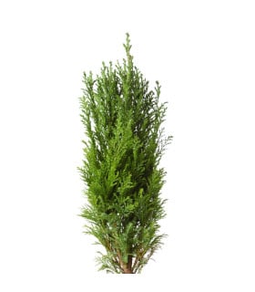 Cypřiš