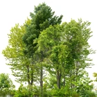 Semena stromů a keřů