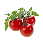 Keříčková rajčata