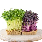 Microgreen