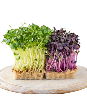 Microgreen