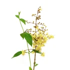 Ostatní léčivé bylinky