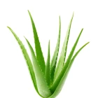 Aloe