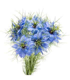 Černucha