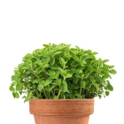 Oregano