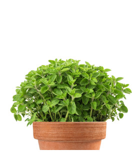Oregano