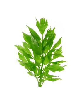 Libeček
