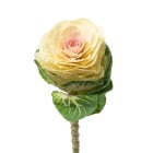 Okrasné zelí - letničky