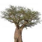 Baobab