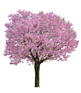 Třešeň