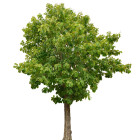 Ostatní listnaté stromy a keře