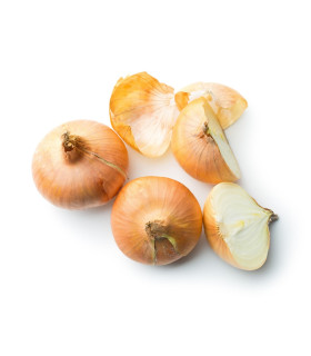 Semena cibule