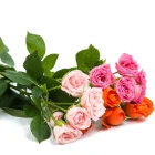 Sazenice okrasných rostlin