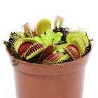 Ostatní masožravé rostliny