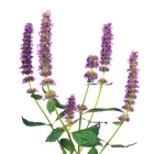 Agastache