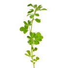 Ostatní užitkové rostliny