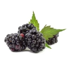 Ostatní sazenice ovoce/zeleniny