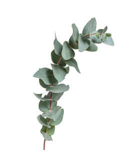 Eukalyptus