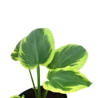 Hosta / Funkie