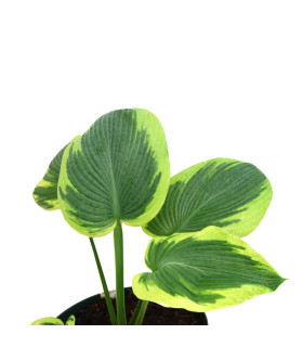 Hosta / Funkie