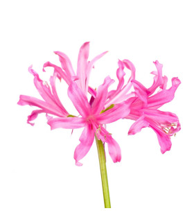 Nerine
