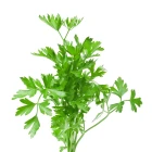 Petržel - bylinky