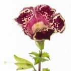 Kejklířka - letničky