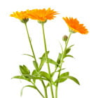 Měsíček - letničky