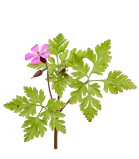 Kakost