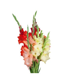 Gladiol / Mečíky